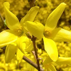 2 Lynwood Gold Forsythia Live Plants | Forsythia Bush Shrubs for Outdoor Planting | 1–2 Feet Tall Bare Root Plants | Ideal for Hedges, Borders, and Landscape Use