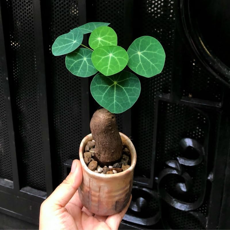 Stephania Cephalantha Live Plant in 2 – 2.5" Inch Pot | Stephania Erecta Plant Bulb | Low-Maintenance Indoor Greenery | Suitable for Desks, Shelves & Modern Décor | Great Botanical Gift