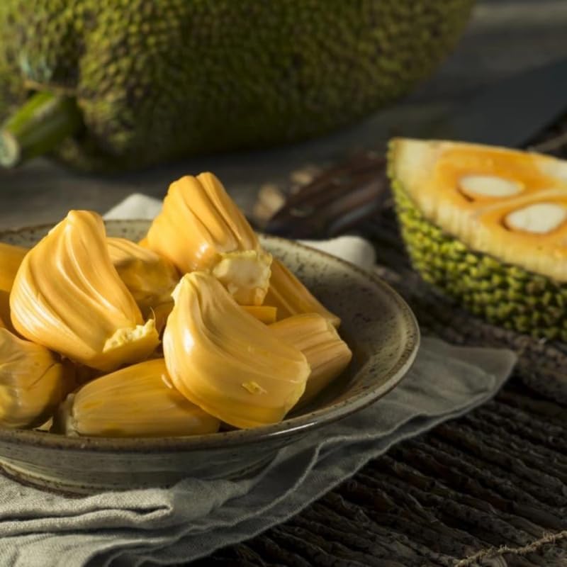 (No Ship to CA,HI,AK) Jackfruit Tree Plant, 3 Feet Size, 3 Gallon Pot, Well-Rooted Tropical Tree, Low Maintenance Fruit Plant for Sunny Outdoor Spots