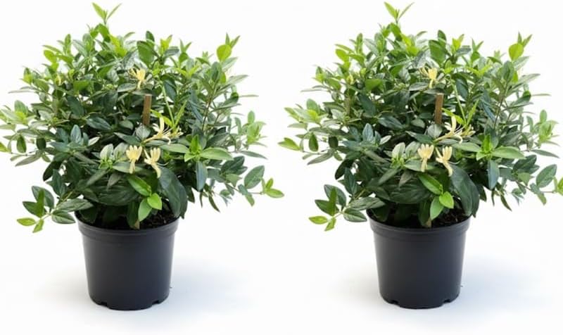 2 Honeysuckle Live Plants | 8–12 Inches Tall Rooted Cuttings | Fragrant Shrubs for Yard Landscaping, Garden Beds, and Border Planting