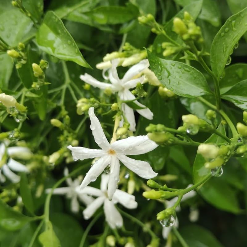 Downy Jasmine Plant Live in 4 Inch Pot | Soft Downy Leaves & White Blooms | Easy to Grow Live Jasmine Plant for Indoor Home Décor