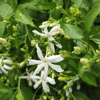 Downy Jasmine Plant Live in 4 Inch Pot | Soft Downy Leaves & White Blooms | Easy to Grow Live Jasmine Plant for Indoor Home Décor