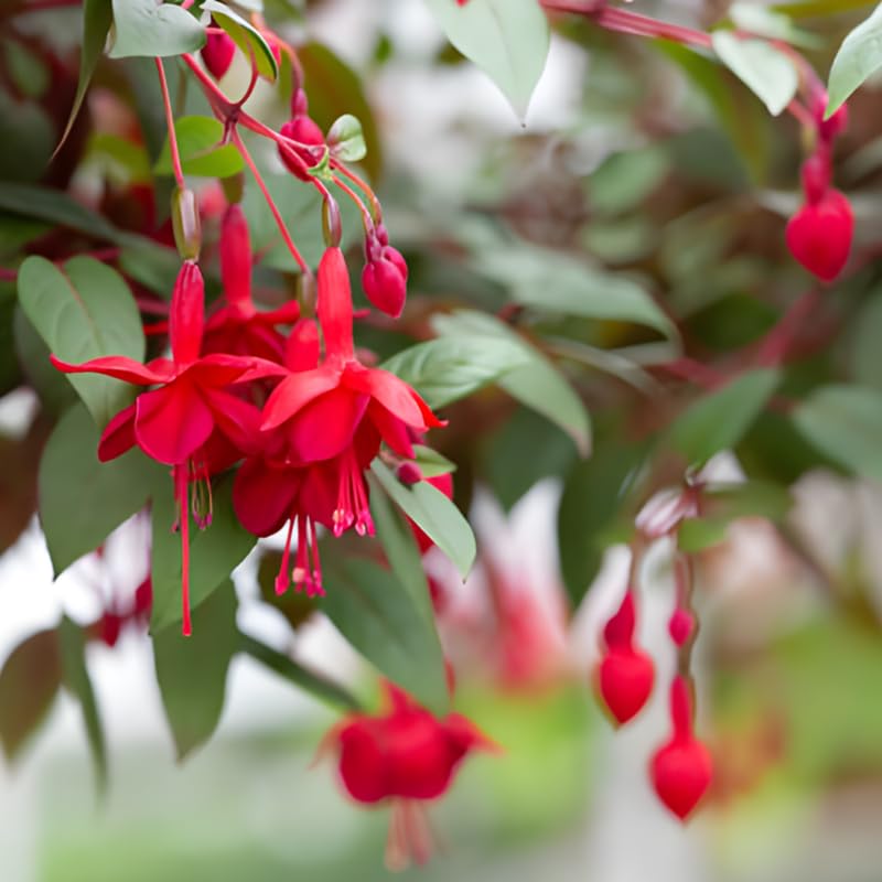 Fuchsia Plants Live, Gold and Red Foliage, 6-12 Inch Tall, Autumnale Variety, Trailing Flowering Plant, Ideal for Hanging Baskets