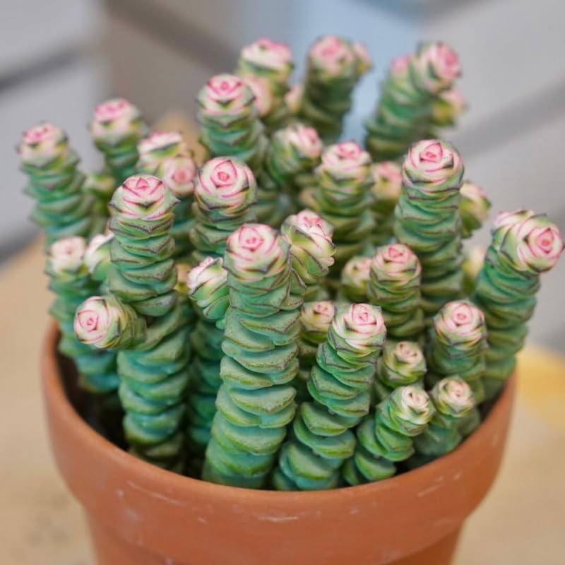 Baby’s Necklace Crassula Live Plant in 4" Inch Pot | Ruby-Tinged Trailing Succulent | Easy Grow Houseplant for Collections & Small Spaces