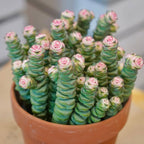 Baby’s Necklace Crassula Live Plant in 4" Inch Pot | Ruby-Tinged Trailing Succulent | Easy Grow Houseplant for Collections & Small Spaces