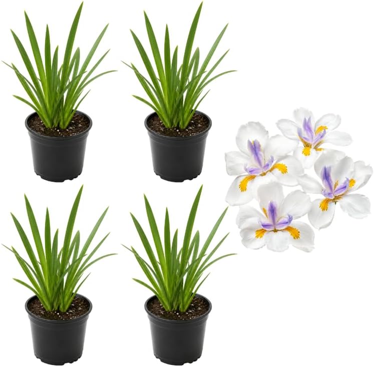 4 African White Iris Plants, 4-8" Tall, Hardy Evergreen Perennial, Exotic White Flowers with Yellow Purple Throat, for Borders & Containers