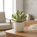Live Succulent Plant, Variegated Bear Paws in 4" Pot, Vigorous Potted Cotyledon Tomentosa, Low Maintenance Plant for Home Office & Desk Decor