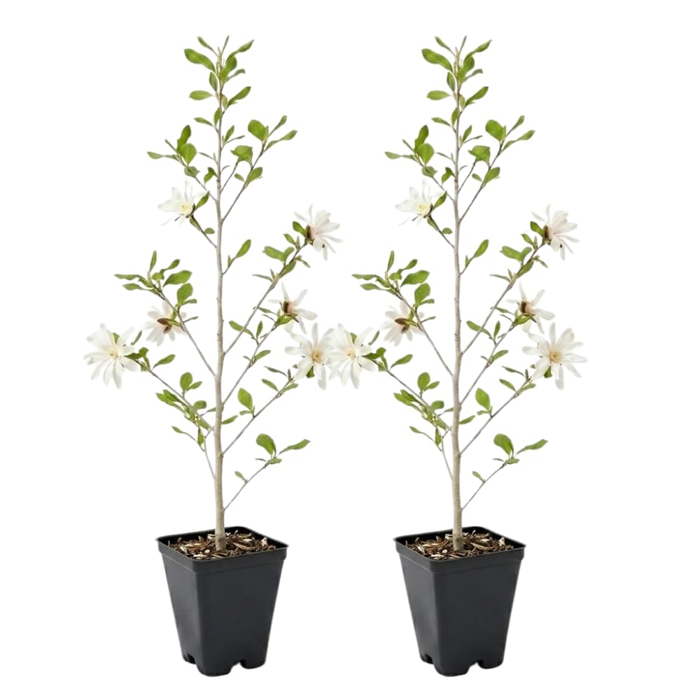 2 Ann Magnolia Tree, 12-18 Inch Tall in 2.5 Inch Pot, Vigorous Spring Bloomer for Sunny Backyard Landscapes, Fragrant Flower Tree