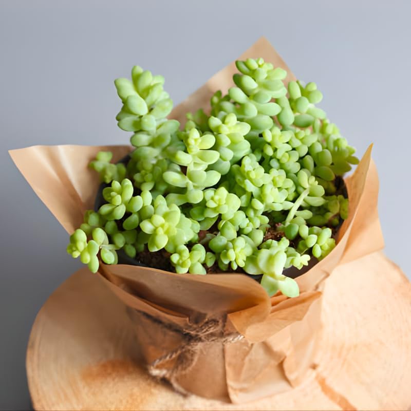 2 Live Succulents Donkey Tails in 4 Inch Pot, Air-Purifying, Low Maintenance, Perfect for Home and Office Décor, Easy to Grow