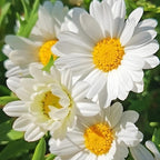 3 White Ox-Eye Daisy Live Plant, 3-Inch Pot, Fast Growing Perennial Flower, Established Starter Plant for Ground Cover and Garden Beds
