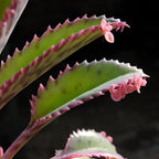 Mother of Thousands Kalanchoe Live Succulent in 4" Inch Pot | Low-Maintenance Indoor Plant | Great for Collections, Gifts & Small Spaces