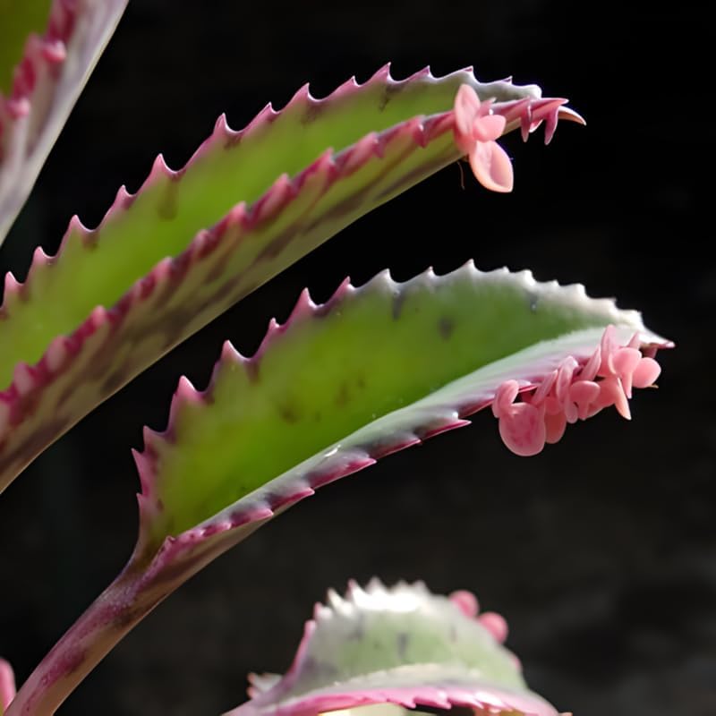 Mother of Thousands Kalanchoe Live Succulent in 4" Inch Pot | Low-Maintenance Indoor Plant | Great for Collections, Gifts & Small Spaces