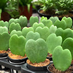 Hoya Kerrii Plant Live, 2" Potted Plant, Easy Care Indoor Greenery, Heart Foliage for Home Decor and Small Spaces