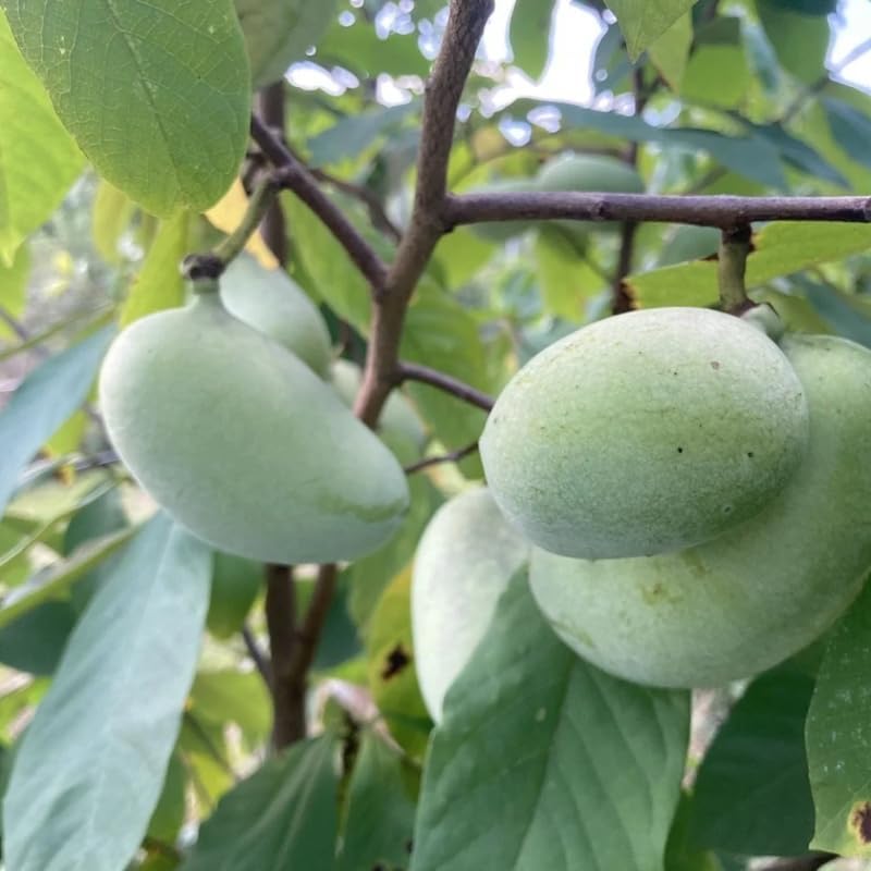 2 Pawpaw Tree Live Plants | 1-2ft Bare Root Seedlings | Low Maintenance Deciduous Fruit Shrub | Robust Well-Rooted Native Plants for Garden