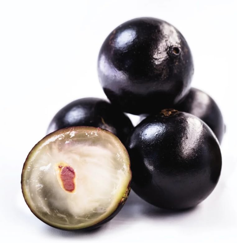 Live Jabuticaba Tree Live Plant | Jaboticaba Fruit Tree 2.5–3 Ft Tall Potted Plant | Hardy Fruit-Bearing Tree for Indoor or Outdoor Growing | No Ship to CA,HI,AK