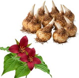 10 Red Trillium Bulbs for Planting, Trillium Erectum, Easy to Grow Fragrant Woodland Garden Plant