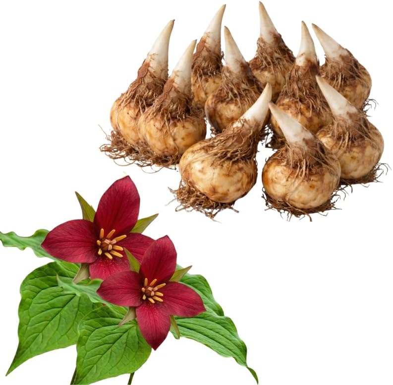 10 Red Trillium Bulbs for Planting, Trillium Erectum, Easy to Grow Fragrant Woodland Garden Plant