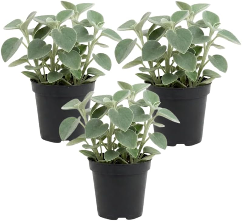 3 Peperomia Live Plant, Peperomia Incana 4 Inch Potted Plant, Indoor Houseplant for Tabletop Decor, Workspaces and Easy Care Display