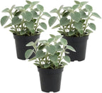 3 Peperomia Live Plant, Peperomia Incana 4 Inch Potted Plant, Indoor Houseplant for Tabletop Decor, Workspaces and Easy Care Display