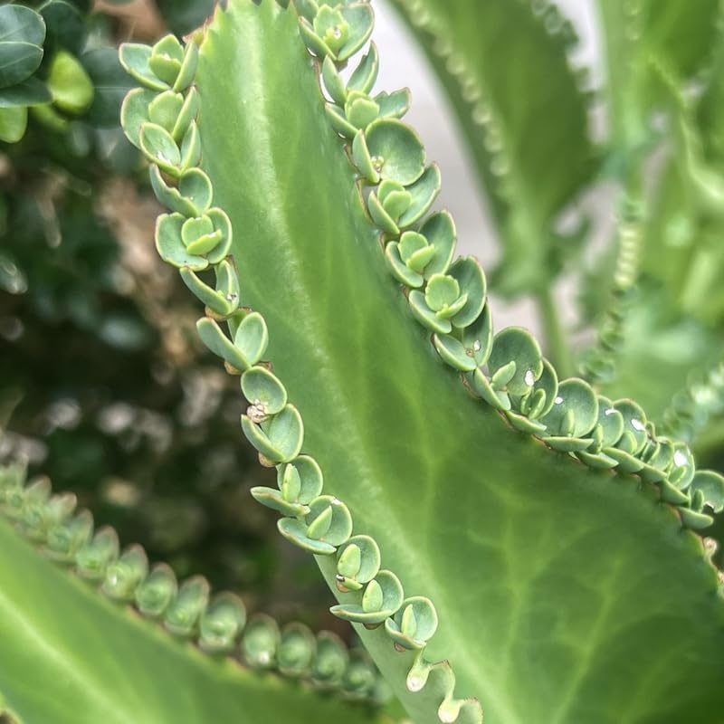 Mother of Thousands Live Plant in 2" Inch Pot | Kalanchoe Succulent Houseplant | Easy-Grow Mother of Thousands Plant for Home & Office Déco