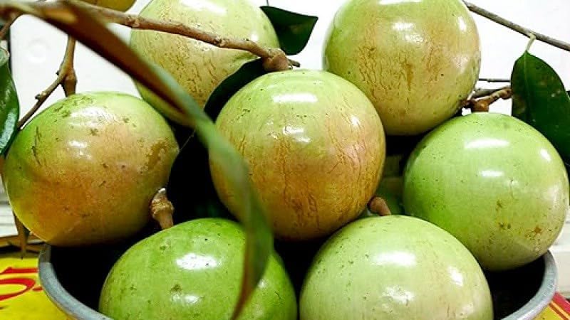 Green Star Apple Tropical Caimito Plant Live | 30 – 36 Inches Tall | Fruit Tree for Indoor/Outdoor | Well-Rooted | No Ship to CA,HI,AK