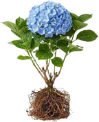 2 Blue Hydrangea Live Plants | 6-18 Inch Bare Root Rooted Cuttings | Large Flowering Deciduous Shrub for Backyard Garden and Landscape