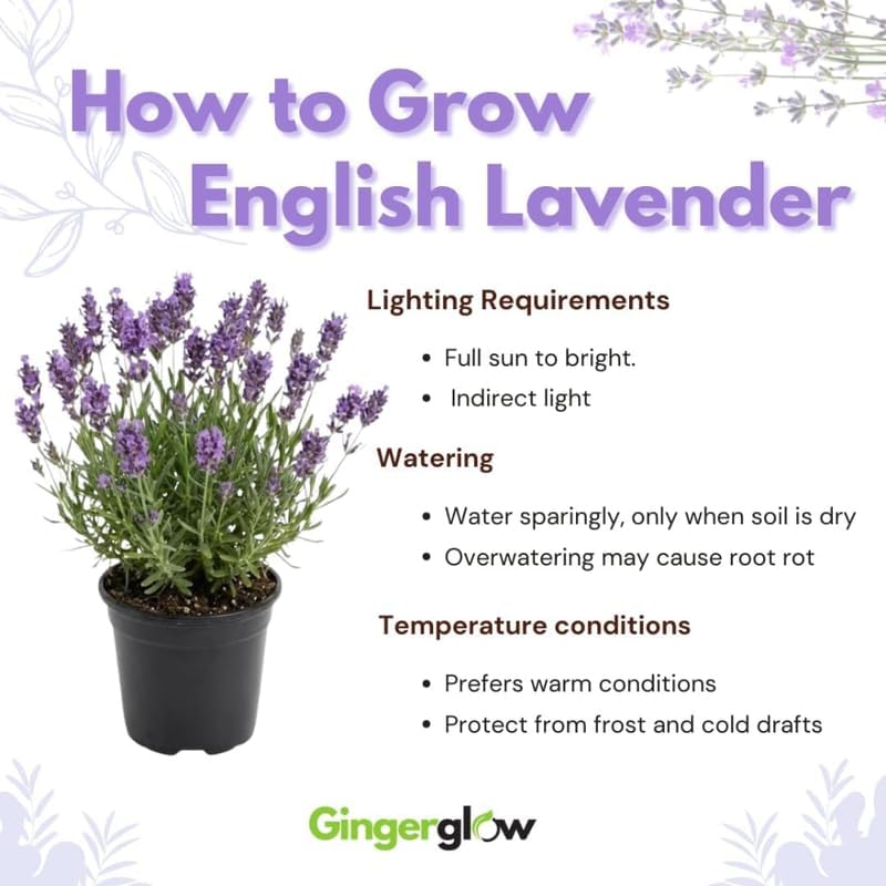 3 English Lavender Flower Plant, 3" Potted Plant, Easy Care Herb Garden Starter, Aromatic Purple Blossom Plant for Home and Office