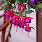 2 Fuchsia Plants Live, Dark Blue & Red Fuchsia, 6-12 Inch Tall, Blue Eye Variety, Trailing Flowering Plant, Ideal for Hanging Baskets