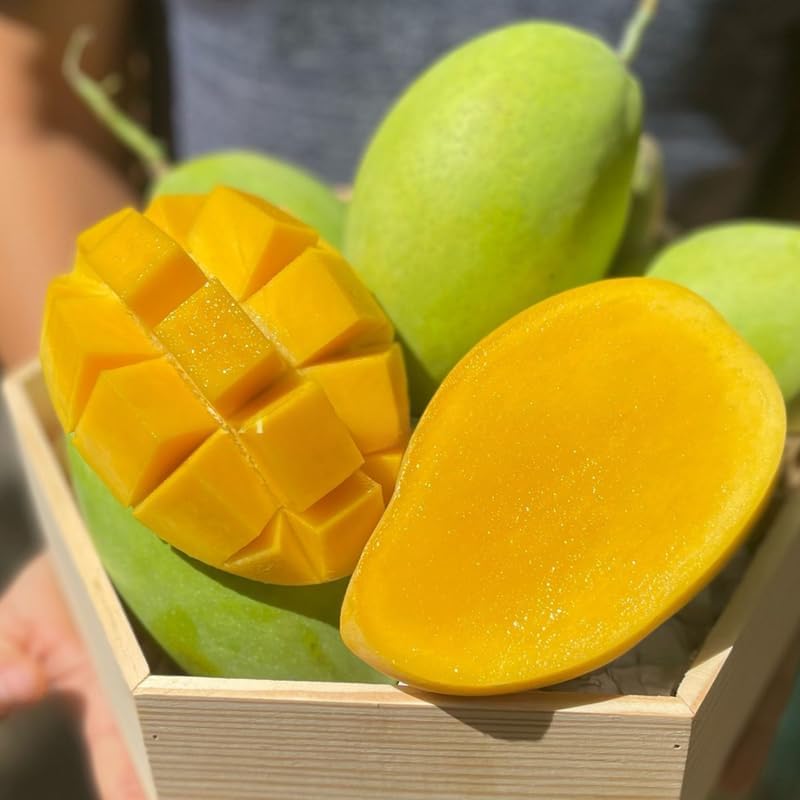 Sweet Carrie Mango Tree Live Plant | 2.5–3 Ft Tall | Tropical Mango Variety for Backyard Growing, Patio Spaces & Home Gardens | No Ship CA, HI, AK