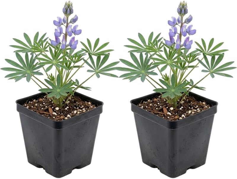 2 Wild Lupine Live Plant, 2-4" Tall in 3" Pot, Easy to Care, Grow Robust Blue Blooms for Butterflies Landscapes