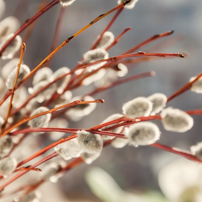 2 Pussy Willow Trees for Planting – 6–12 Inch Live Shrubs | Salix discolor | Hardy Early Bloomers for Spring Gardens & Wildlife