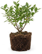 2-Pack Huckleberry Plant, Bare Root Seedlings, 3-4" Rooted Cuttings, Cold-Hardy Native Deciduous Shrub, Well-Rooted Small Starter Plants for Home Garden