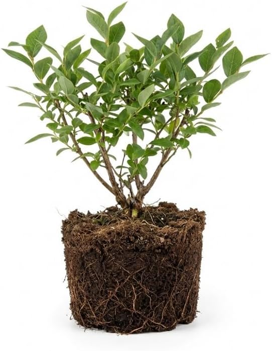 Huckleberry Plants Live for Planting, 3-4 Inch Bare Root Seedlings, Low Maintenance Native Fruit Shrub, Robust Well-Rooted Plants