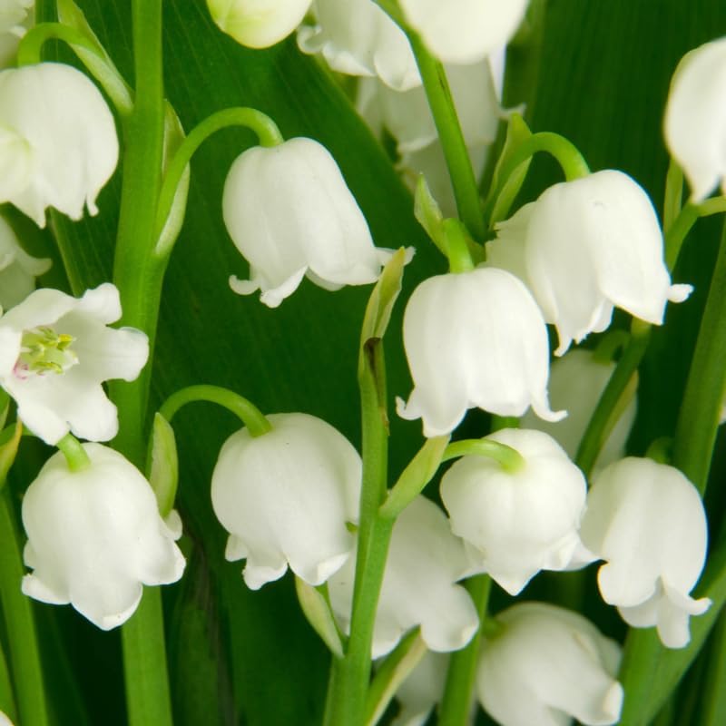 10 Lily of The Valley Plant Bare Roots, Hardy Perennial May Lily, Easy to Grow Fragrant Flower for Outdoor Garden