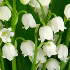 10 Lily of The Valley Plant Bare Roots, Hardy Perennial May Lily, Easy to Grow Fragrant Flower for Outdoor Garden