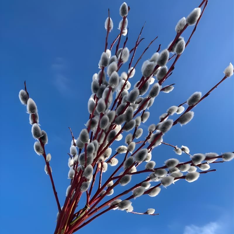 2 Pussy Willows Live Plants | Pussy Willow Tree Live Plants for Outdoor Use | 1–2 Feet Tall Well-Grown Trees | Great for Landscape Design and Branch Display