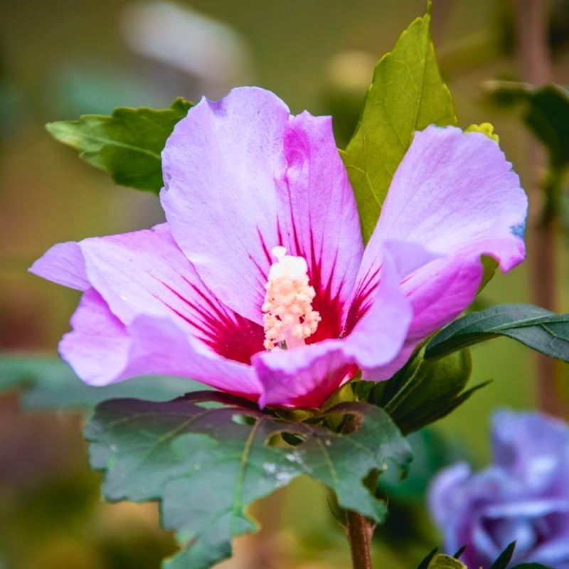 2 Purple Althea Live Plants (Rose of Sharon) | 12–18 Inch Tall Flowering Trees | Hardy Hibiscus Shrubs for Outdoor Planting, Landscaping & Garden Beds