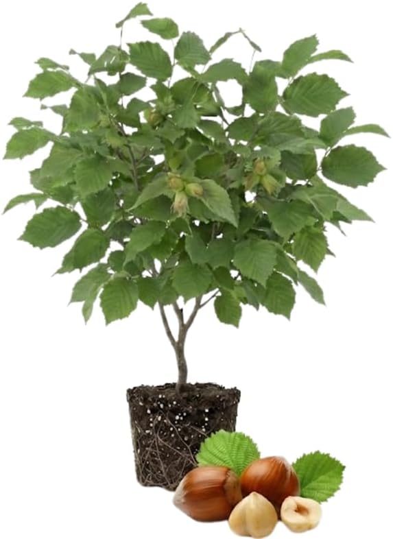 Hazelnut Trees Live Plants, Hazelnut Tree 12–14 Inch Tall, Cold-Hardy Nut Tree for Outdoor Planting, Edible Landscape and Home Orchard Growing