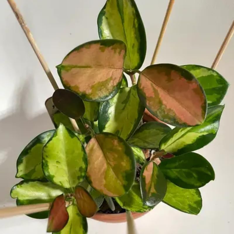 Hoya Australis Lisa Live Plant, 4 Inch Pot Size, Potted Indoor Vine, Low Maintenance Climbing Plant for Bright Indirect Light