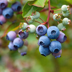 Large Huckleberry Plant Live for Planting in Pot, Easy Care, Native Berry Bush with Sweet Edible Fruit, Suitable for Outdoor Garden & Borders