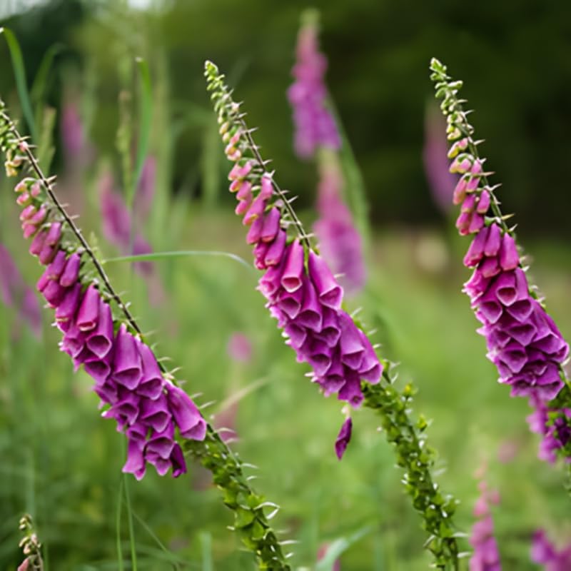 Live Foxglove Plant, 3" Potted Vertical Flowering Shrub, Established Root System Bloom, Low Maintenance Outdoor Garden Plant