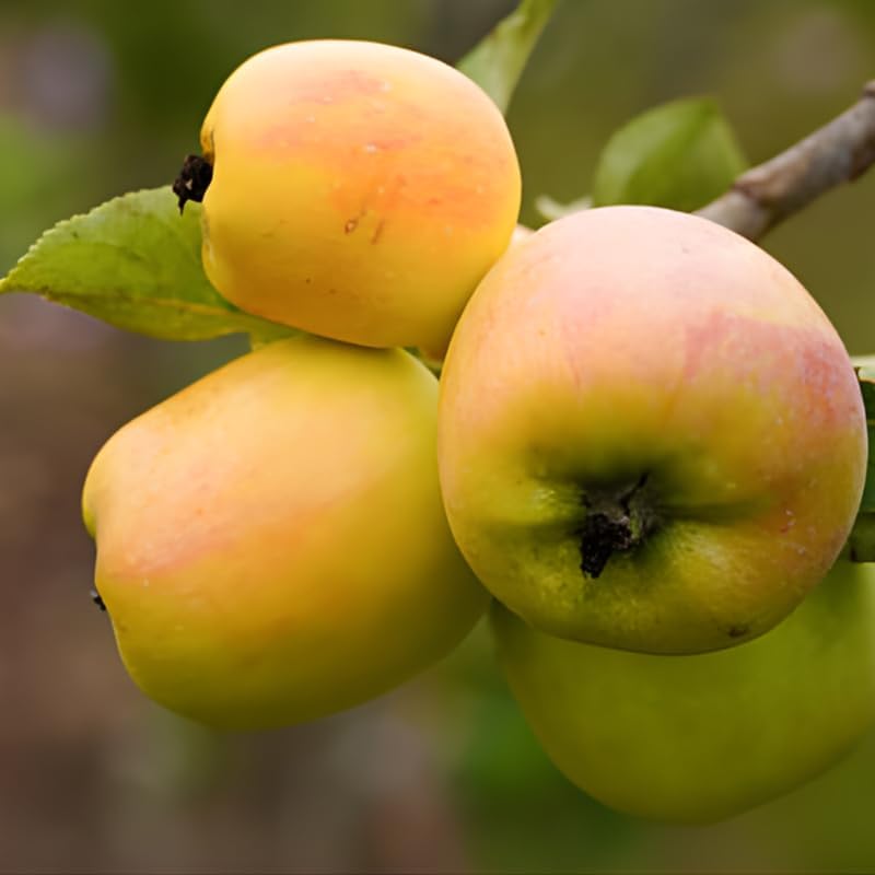 (No Ship to CA,HI,AK) Golden Delicious Apple Tree in 5 Gallon Established Pot, Live Fruiting Shrub for Homegrown Summer and Fall Harvests