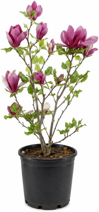 (No Ship to CA,HI,AK) Jane Magnolia Tree Live Plant, 3 Feet Tall in 3 Gallon Pot, Vigorous Cold-Hardy Deciduous Shrub, Sturdy Low Maintenance Plant for Pink Spring Blooms & Garden Landscapes