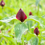 5 Red Trillium Bulbs for Planting, Wood Lily (Trillium Erectum), Easy to Grow Perennial Flower Bulbs for Shade Gardens
