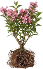 2 Pink Weigela Bush - 12-24" Rooted Cuttings | Cold-Hardy Flowering Shrub | Robust Well-Rooted Plants for Garden