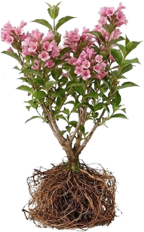 2 Pink Weigela Bush - 12-24" Rooted Cuttings | Cold-Hardy Flowering Shrub | Robust Well-Rooted Plants for Garden