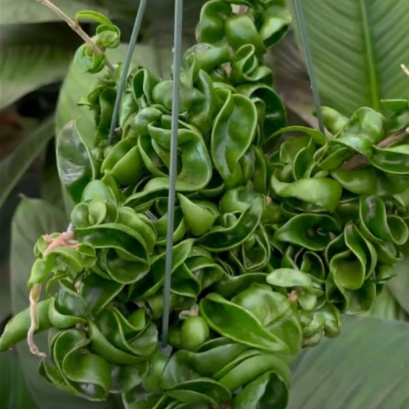 Hoya Hindu Rope Plant Live, 3 Inch Pot, Potted Crinkle Leaf Wax Plant, Unique Curly Indoor Vine for Home and Office Décor