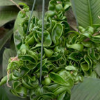 Hoya Hindu Rope Plant Live, 3 Inch Pot, Potted Crinkle Leaf Wax Plant, Unique Curly Indoor Vine for Home and Office Décor