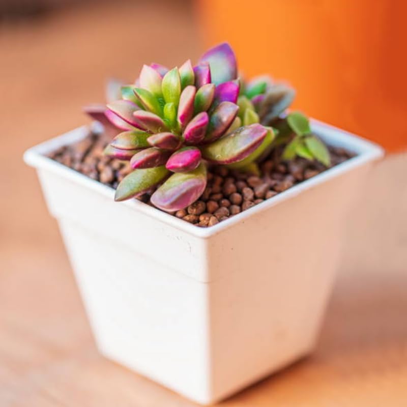Succulent Plants, Anacampseros Sunrise Succulents in 2 Inch Pot, Great for Home & Office Styling, Succulent Arrangements & Beginner Growers