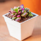 Anacampseros Sunrise Succulents in 2 Inch Pot, Anacampseros Telephiastrum, Ideal for Modern Home Décor, Desk Displays & Plant Collections